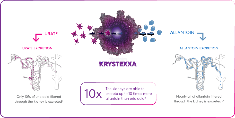 Artist's rendition of KRYSTEXXA mechanism of action, displaying that only 10% of uric acid filtered through the kidneys is excreted while nearly all of allantoin filtered through the kidneys is excreted