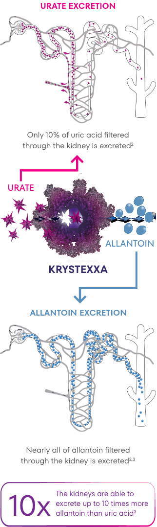 Artist's rendition of KRYSTEXXA mechanism of action, displaying that only 10% of uric acid filtered through the kidneys is excreted while nearly all of allantoin filtered through the kidneys is excreted