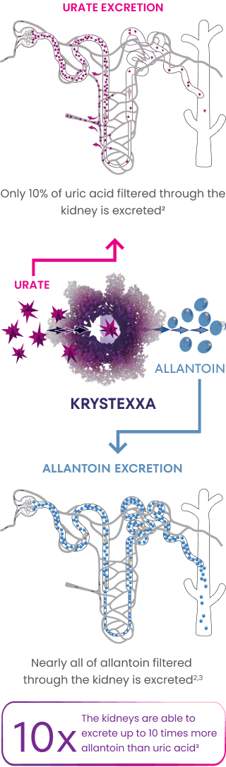 Artist's rendition of KRYSTEXXA mechanism of action, displaying that only 10% of uric acid filtered through the kidneys is excreted while nearly all of allantoin filtered through the kidneys is excreted